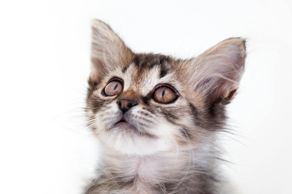 Welche Rolle spielen Tierwanderungen in der Ökologie?